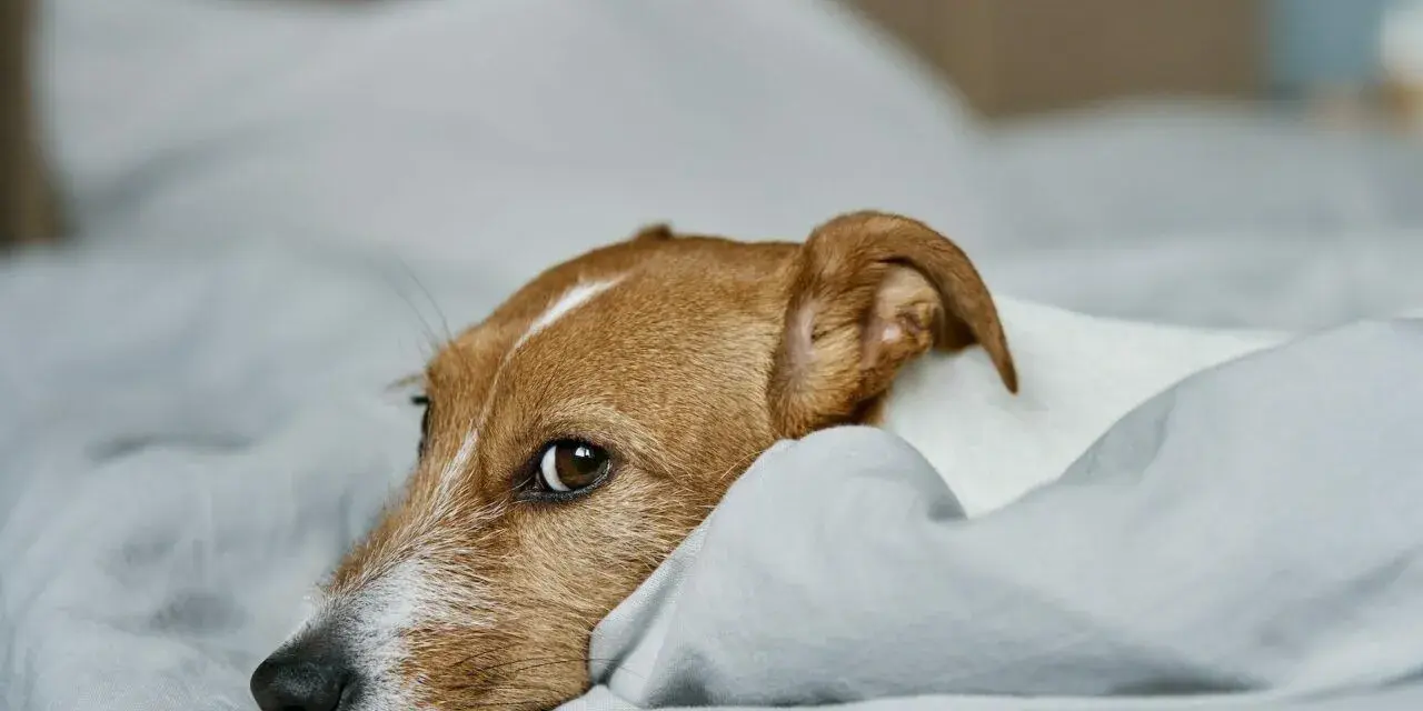 Smutny piesek leży na łóżku, zastanawiając się, dlaczego sika na łóżko.