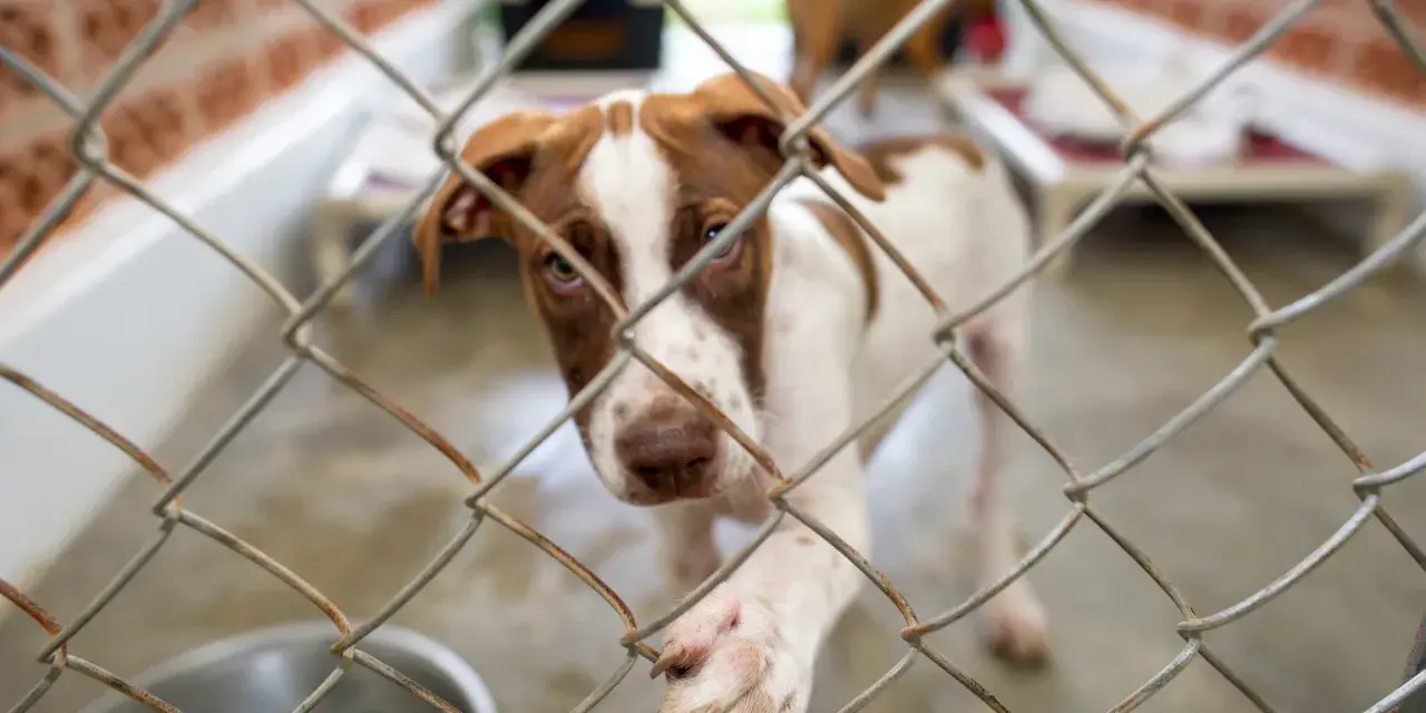 Małe pieski ze schroniska tęsknią za domem. Ten brązowo-biały maluch patrzy zza kraty, mając nadzieję na adopcję.
