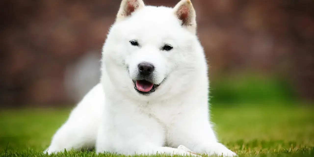 Biały pies rasy Hokkaido leży na trawie, z językiem na wierzchu.