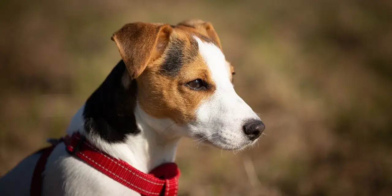 Uważny jack russel w czerwonej obroży, z zaciekawieniem obserwuje otoczenie.