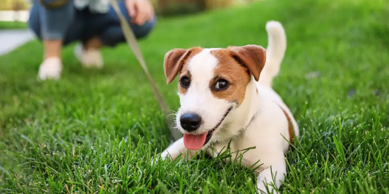 Szczeniak Jack Russell Terrier leży na trawie, ucząc się jak socjalizować szczeniaka. W tle widać osobę na kolanach.
