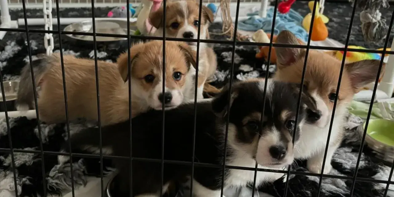 Urocze szczenięta corgi w klatce. Jak przyzwyczaić psa do klatki? Te maluchy już się aklimatyzują, otoczone zabawkami i wygodnym posłaniem.