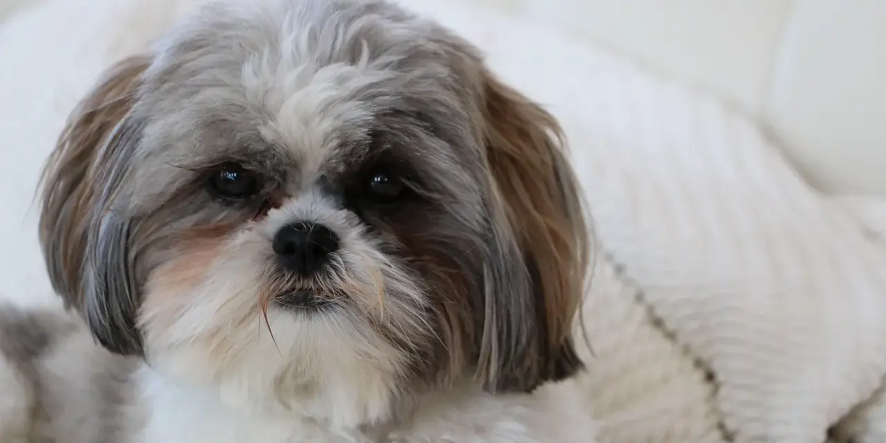 Uroczy piesek rasy shih tzu, którego historia sięga starożytnych Chin, z puszystą sierścią i łagodnym spojrzeniem.
