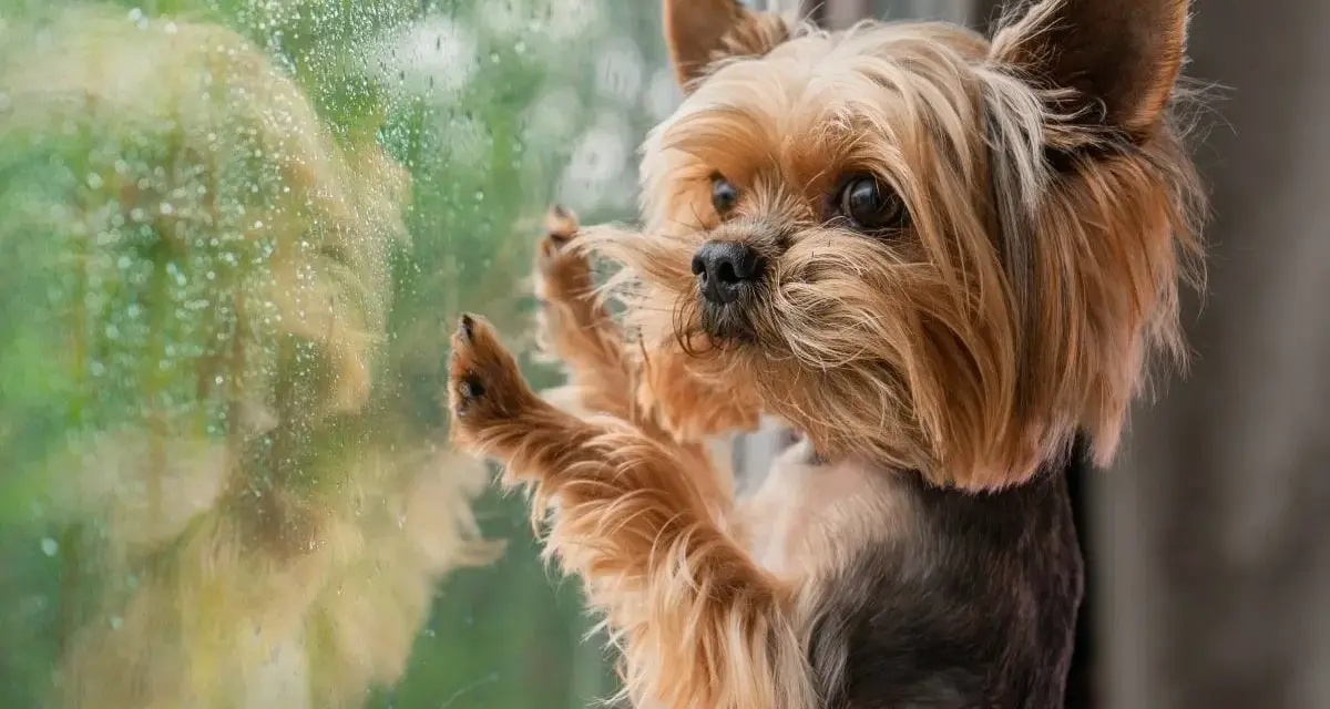 Yorkshire terrier z tęsknotą patrzy przez zaparowane okno. Czy lęk separacyjny u psa mija, gdy czeka na powrót właściciela?