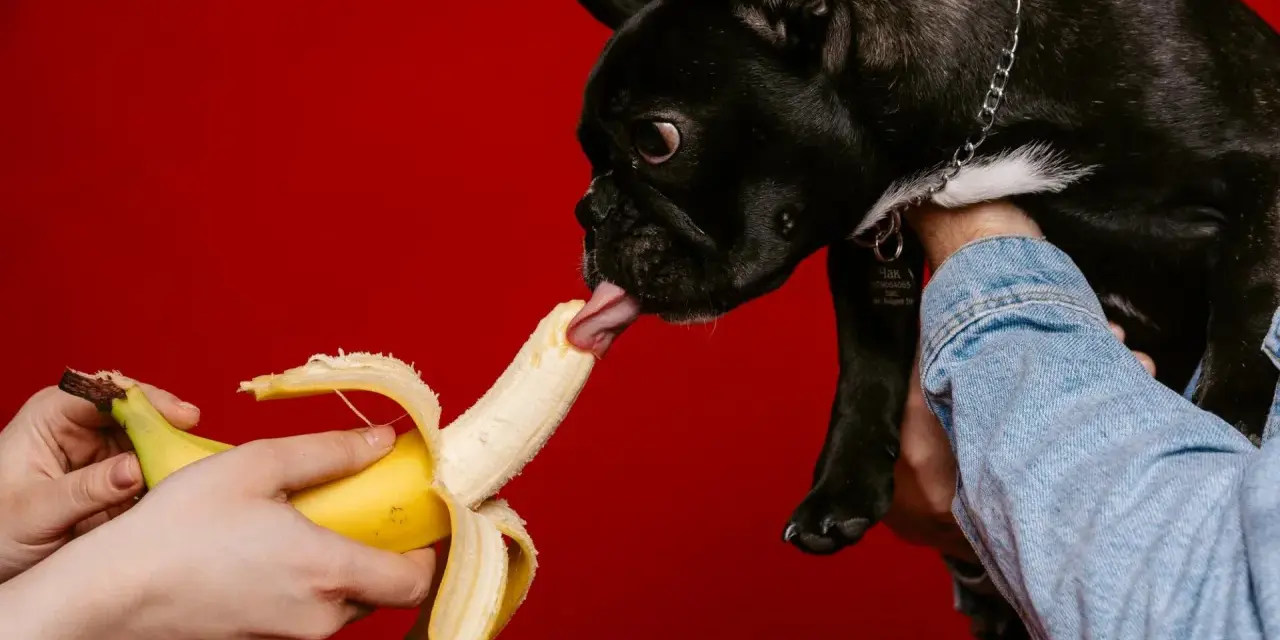 Czarny buldog francuski z językiem sięga po banana, sprawdzając, czy pies może jeść banana.