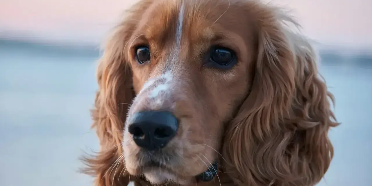 Uroczy cocker spaniel amerykański z błyszczącymi oczami i falującą sierścią.