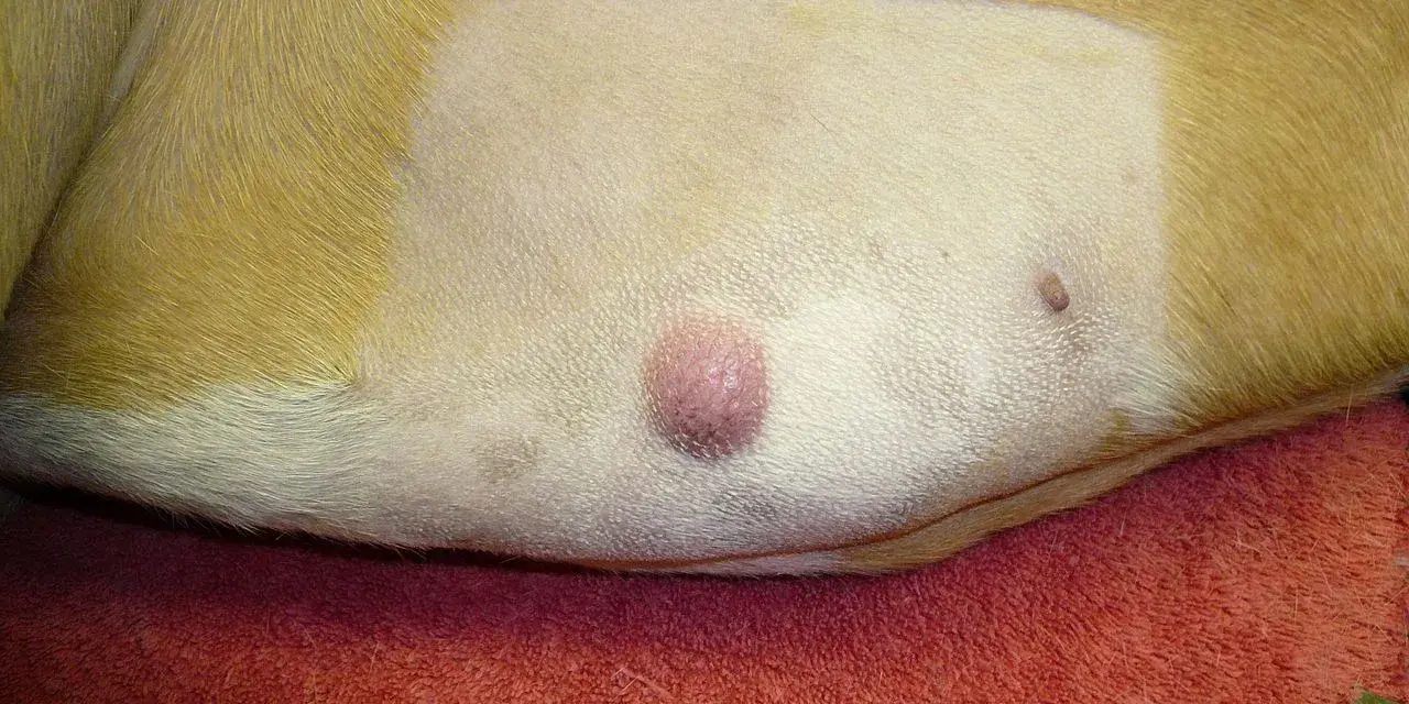 Widoczny mastocytoma u psa, różowy guzek na skórze, obok mniejsza zmiana.