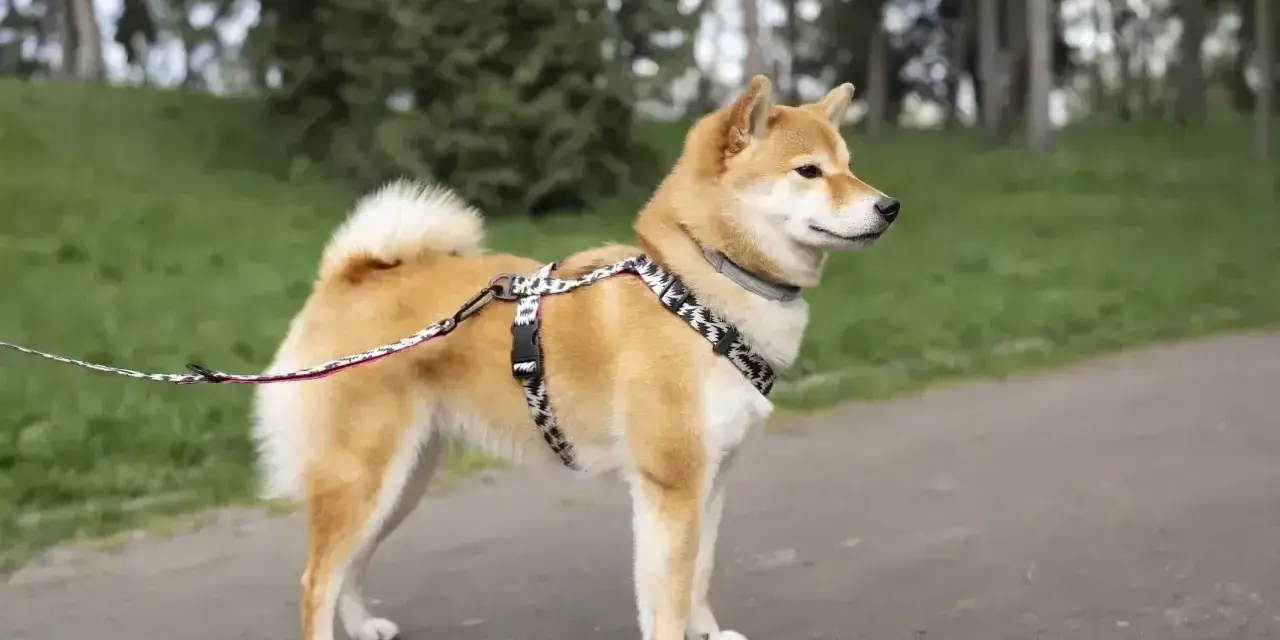 Shiba inu na spacerze, gotowy do nauki i zabawy. Wychowanie tego psa to czysta przyjemność.