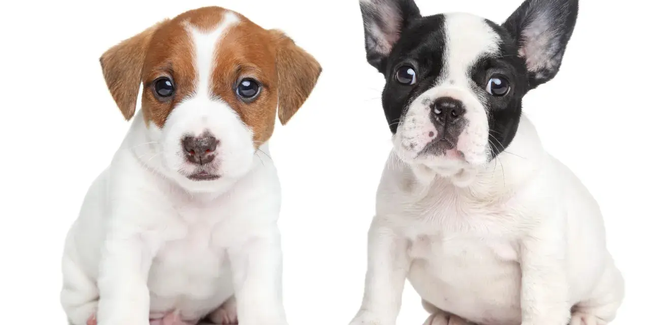Dwa szczenięta: jeden piesek rasy Jack Russell Terrier, drugi piesek rasy buldog francuski. Oba siedzą na białym tle, patrząc wprost.