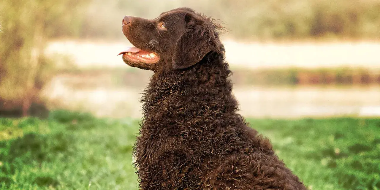 Ciemnobrązowy pies rasy retriever z kręconą sierścią siedzi na trawie, patrząc w bok z otwartym pyskiem.