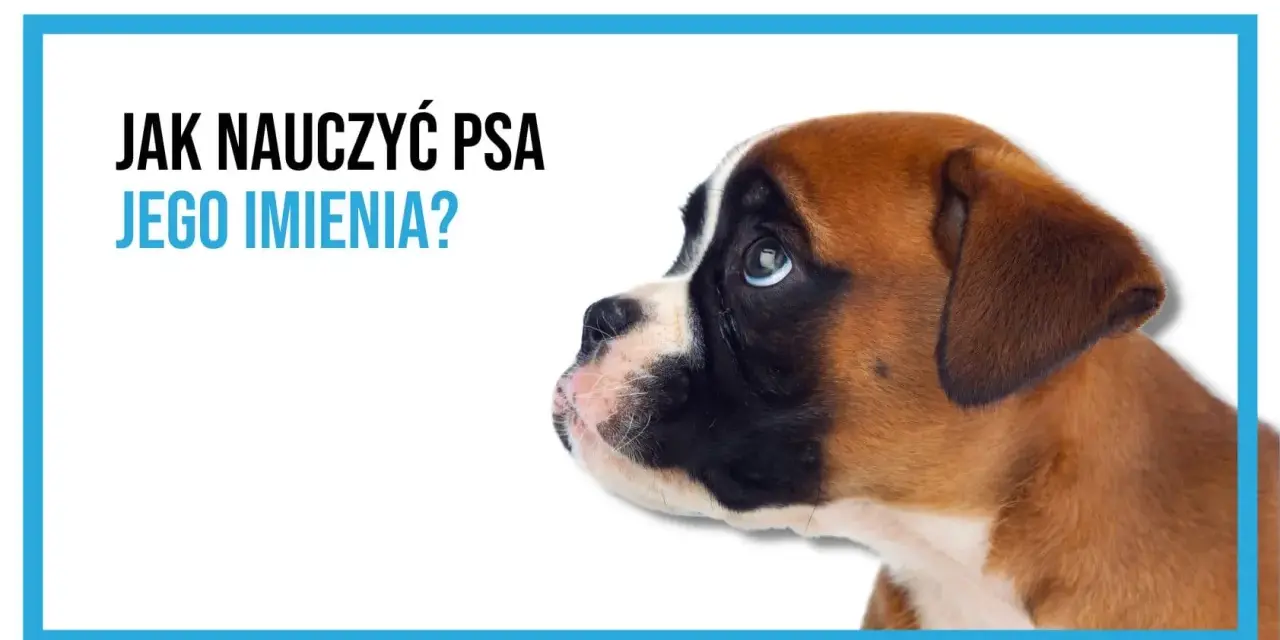 Uroczy szczeniak boksera słucha uważnie. Dowiedz się, jak nauczyć psa reagować na imię, by wasza więź była silniejsza.