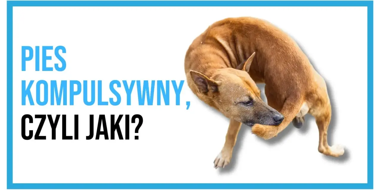 Pies kompulsywny, czyli jaki? Brązowy pies gryzie sobie łapę, co może świadczyć o zachowaniach kompulsywnych u psa.