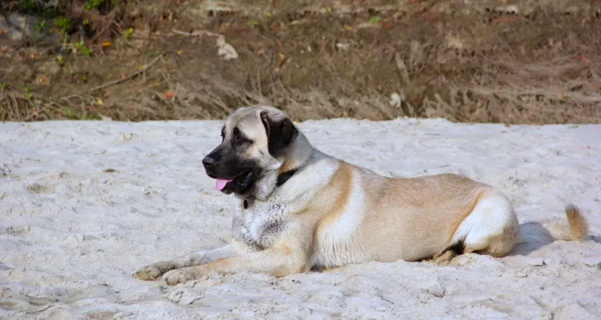 Duży kangal leży na piaszczystej plaży, jego imponujący wzrost i potężna budowa ciała robią wrażenie.