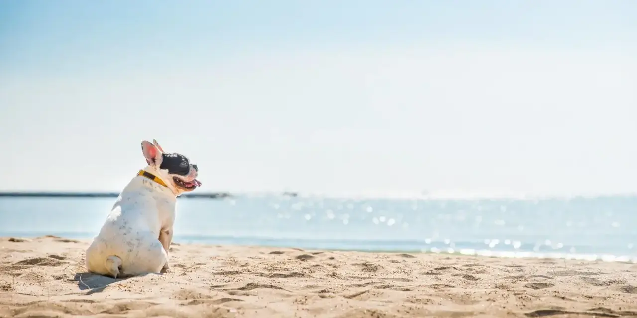 Francuski buldog cieszy się wakacjami z psem nad morzem, siedząc na piaszczystej plaży i patrząc na błękitną wodę.