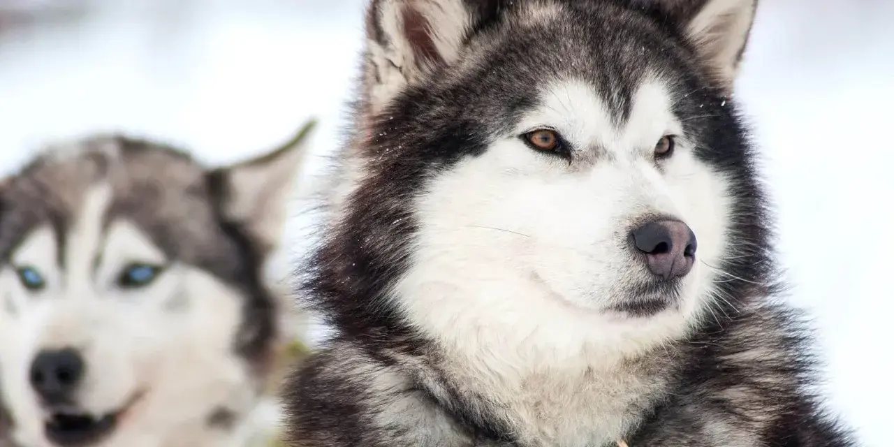 Dwa husky na śniegu. Jeden ma bursztynowy kolor oczu, drugi niebieskie.