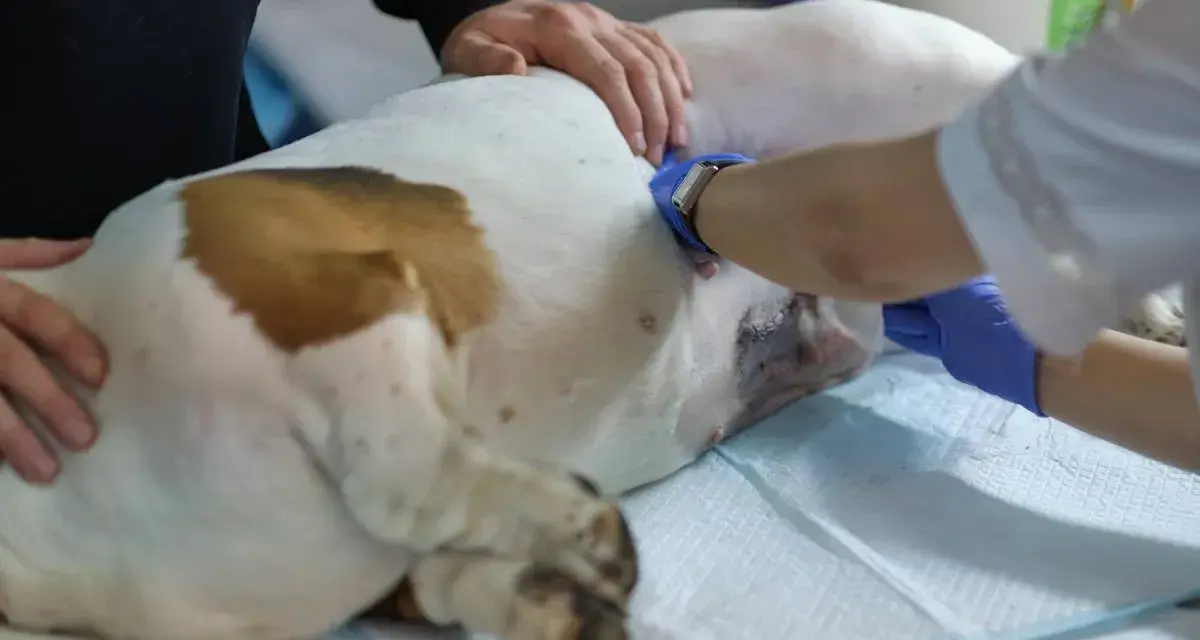 Weterynarz wykonuje sterylizację suki. Pies leży na stole zabiegowym, a lekarz w rękawiczkach zajmuje się jego brzuchem.