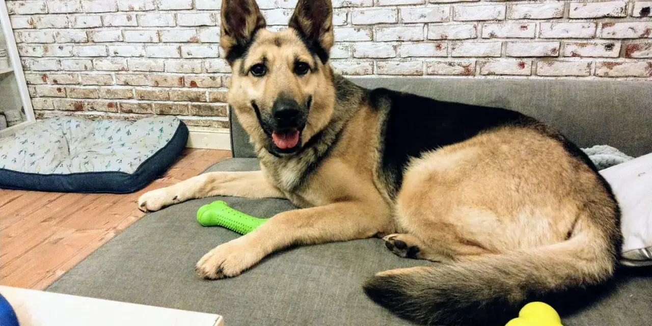 Uśmiechnięty owczarek niemiecki czeka na adopcję, leżąc na kanapie z zieloną zabawką.