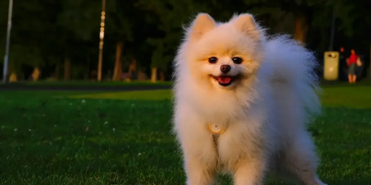 Puszysty pomeranian z obrożą, idealna waga dla tej rasy, stoi na trawie w parku.