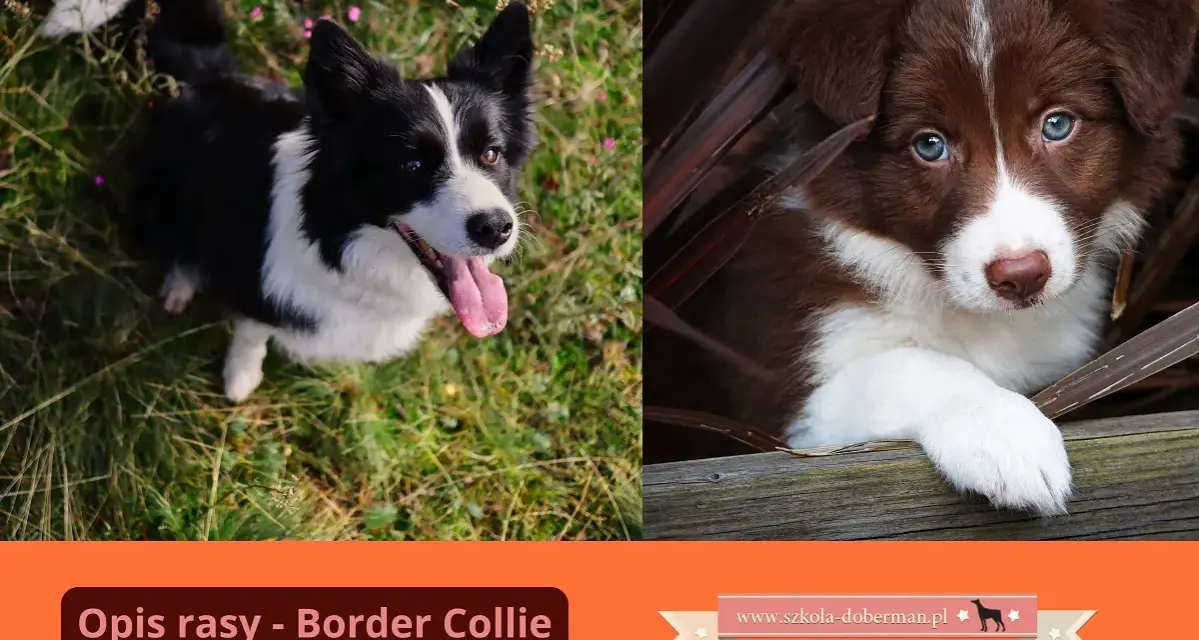 Uroczy szczeniak border collie brązowy z niebieskimi oczami ukryty wśród liści. Obok dorosły pies tej rasy.