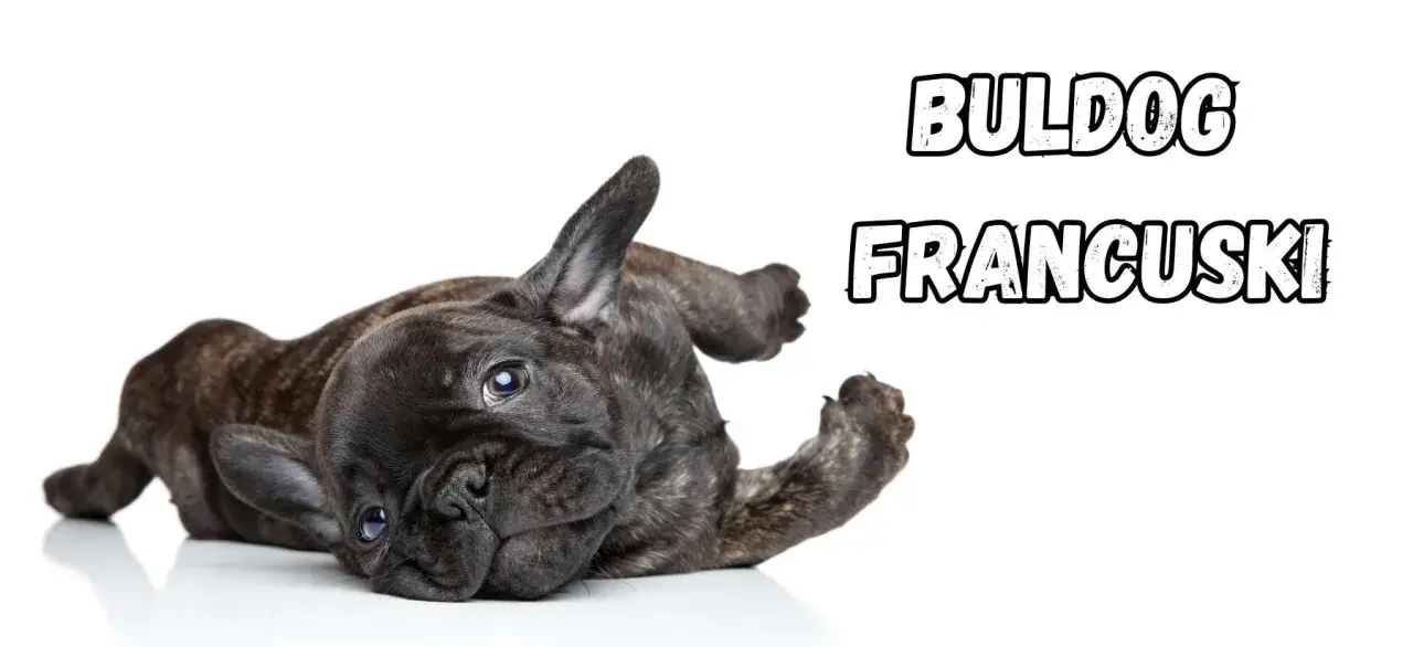 Uroczy buldog francuski leży na plecach, wyciągając łapki.