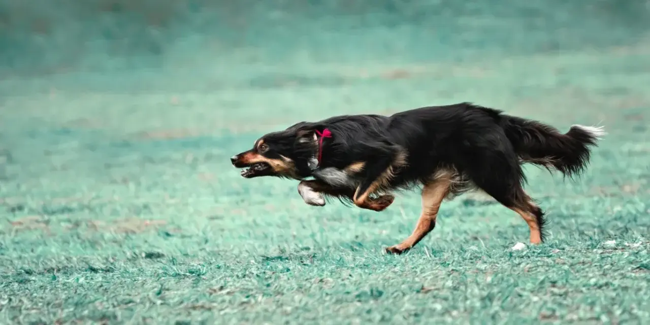 Pies w szaleńczym pędzie, doświadczający **zoomies u psa**. Widać jego radość i energię podczas biegu po zielonej trawie.