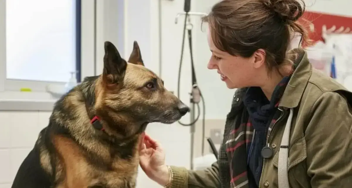 Uśmiechnięta kobieta głaszcze owczarka niemieckiego. Pies wygląda na spokojnego, a kobieta na troskliwą.