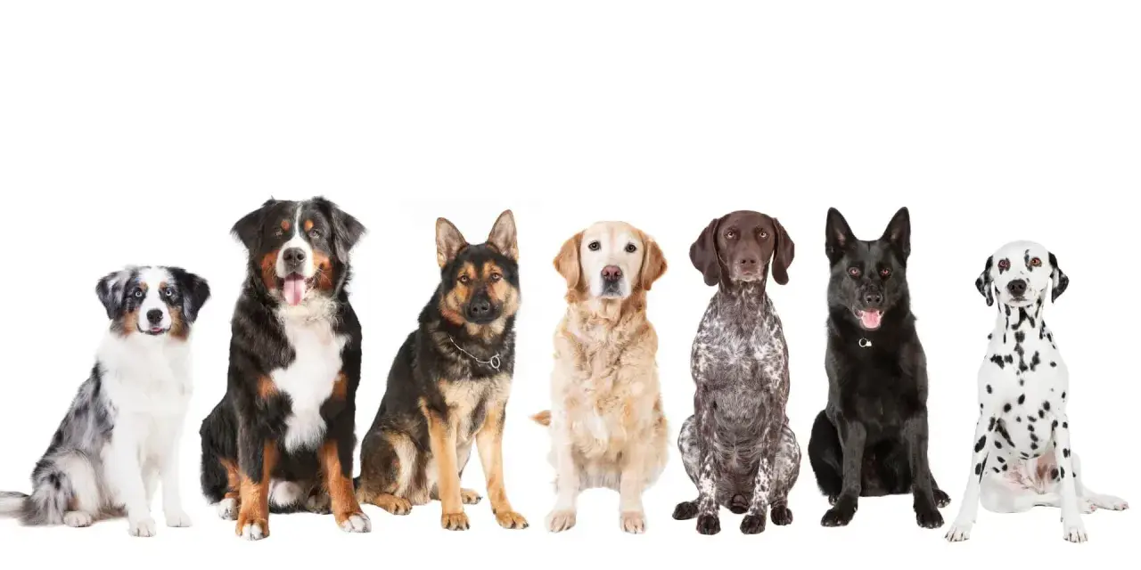 Siedem psów różnych ras, idealnych jako psy dla początkujących: australijski pies pasterski, bernardyn, owczarek niemiecki, golden retriever, pointer, czarny pies i dalmatyńczyk.