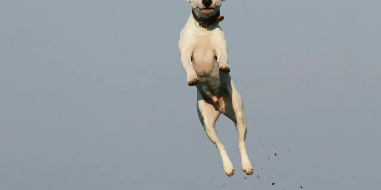 Biały bull terrier w skoku, z ziemią w locie. Czy pies może mieć ADHD? Ten energiczny skok sugeruje, że tak!