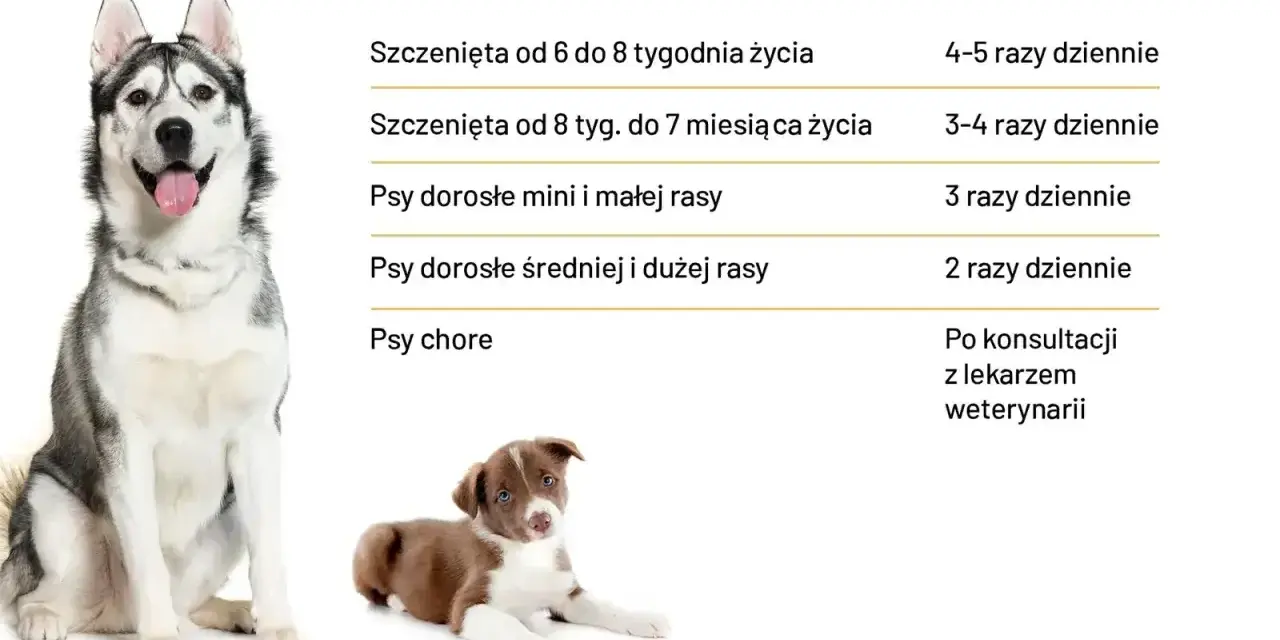 Tabela: ile powinien jeść szczeniak i dorosły pies. Podział na wiek i rasę, uwzględnia też chore psy.