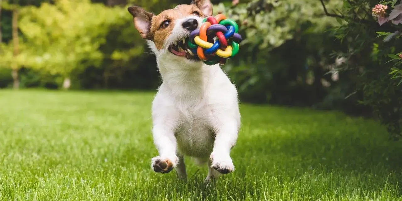 Szczeniak Jack Russell Terrier biegnie przez trawnik z kolorową zabawką w pysku. Zamiast zastanawiać się, jak karać szczeniaka, lepiej bawić się z nim!