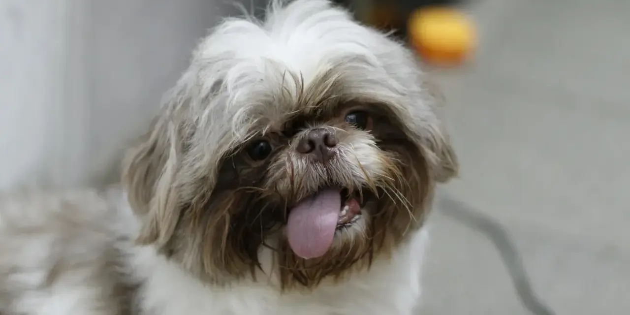 Uroczy shih tzu z wystawionym językiem, może potrzebuje pomocy z chorobami shih tzu?