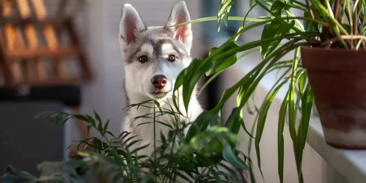Słodki szczeniak husky ukrywa się za zielonymi liśćmi, być może zastanawiając się, jakich roślin nie lubią psy, aby ich nie zjeść.