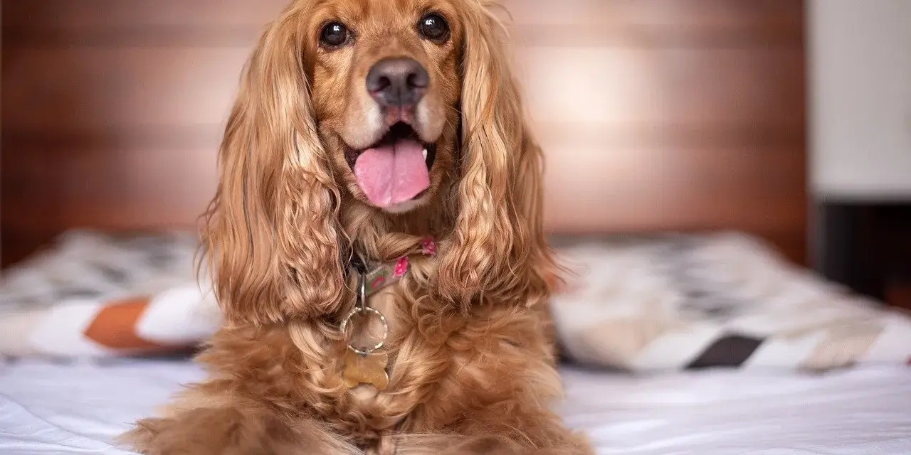 Słodki cocker spaniel leży na łóżku, jego język wystaje. Zastanawiasz się, cocker spaniel ile żyje? Średnio 10-14 lat.