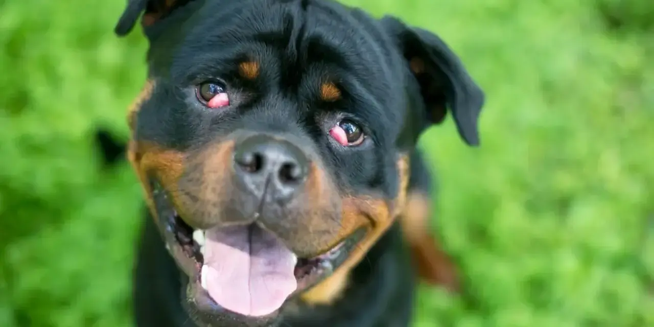 Rottweiler z zaczerwienionymi oczami, które przypominają wiśniowe oko u psa, patrzy w obiektyw z otwartym pyskiem na tle zielonej trawy.
