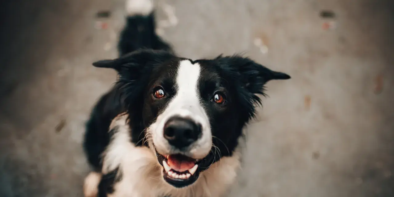 Uśmiechnięty border collie, który z radością czeka na posiłek oparty na diecie BARF.