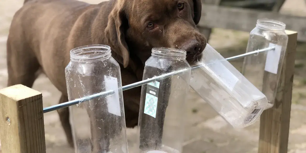 Czekoladowy labrador próbuje wyciągnąć smakołyk z plastikowej butelki, pokazując, jak bawić się z psem.