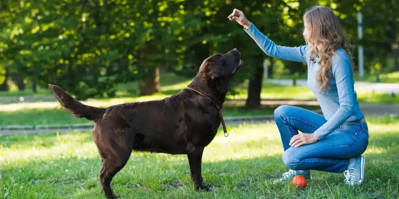 Kobieta uczy psa komend w parku. Pies patrzy na nią z uwagą, czekając na nagrodę.