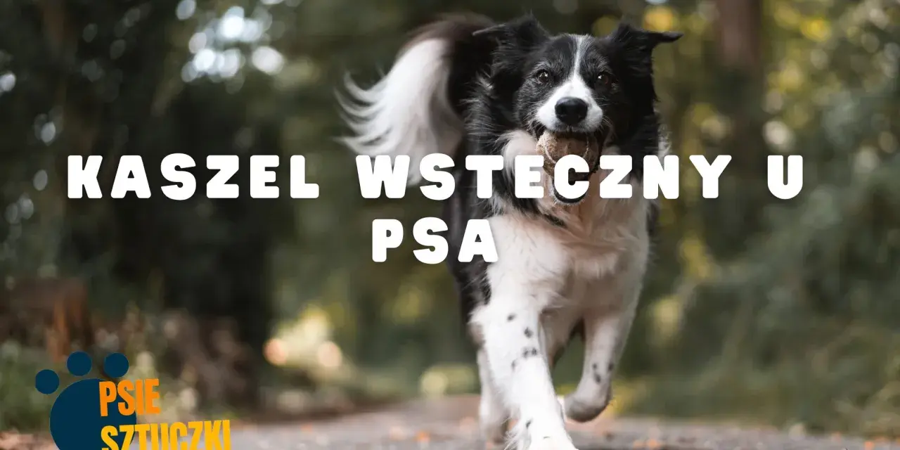 Błyskawiczny border collie z piłeczką w pysku, biegnący przez park. Temat: kaszel wsteczny u psa.