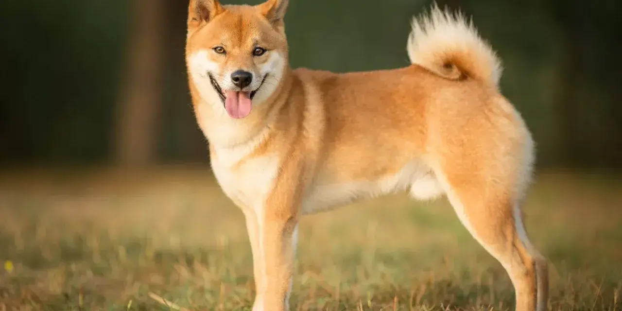 Uśmiechnięty shiba inu na trawie. Czy warto mieć takiego psa? Z pewnością tak, jeśli szukasz wiernego towarzysza.