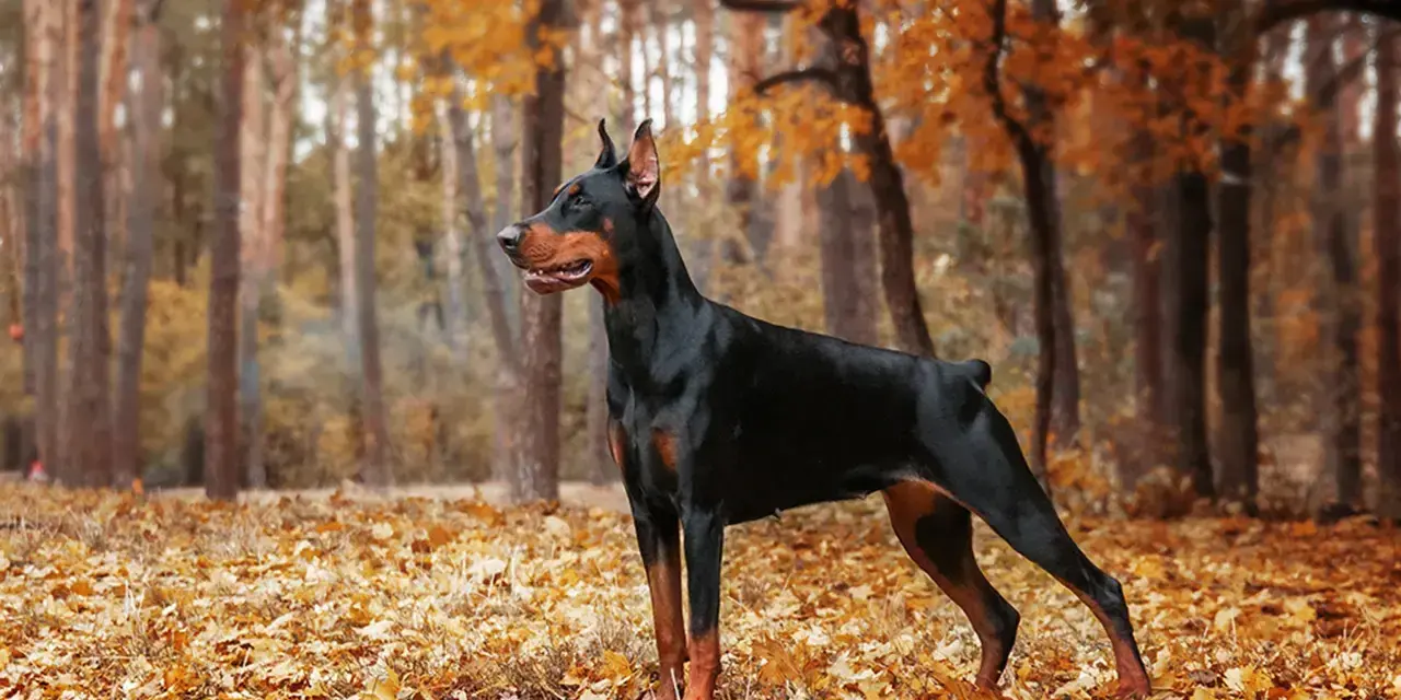 Elegancki doberman pies stoi na tle jesiennego lasu, otoczony złotymi liśćmi.