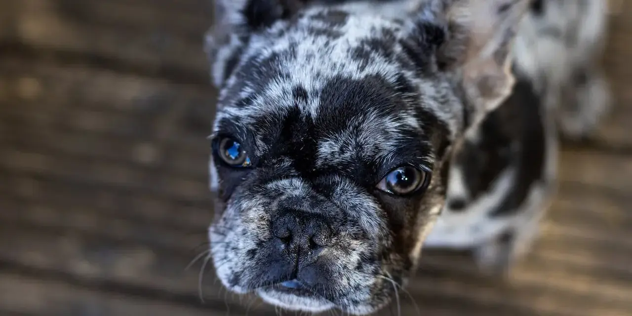 Urocze buldogi do adopcji czekają na nowy dom. Ten piesek ma piękne, łaciate futerko i błyszczące oczy.