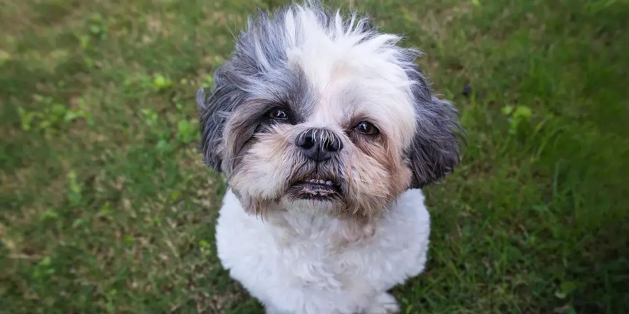Uroczy shih tzu czeka na adopcję. Ten piesek z pewnością wniesie radość do Twojego domu.