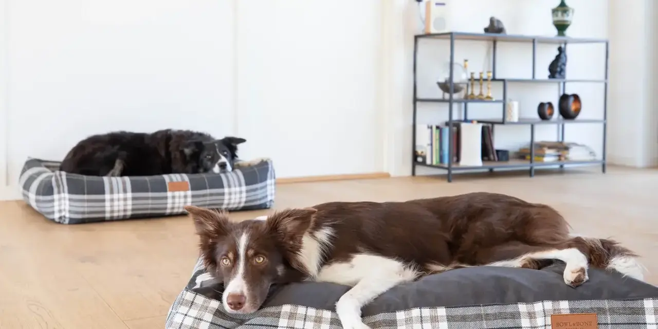 Dwa border collie odpoczywają na wygodnych legowiskach. Jedno leży na szarym legowisku w kratę, drugie na kratowanym legowisku w tle.