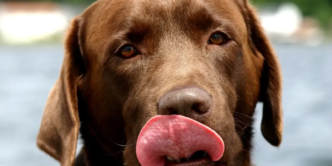 Czekoladowy labrador oblizuje pyszczek, jego język jest różowy i wilgotny. Słychać ciche piszczenie psa, gdy czeka na smakołyk.