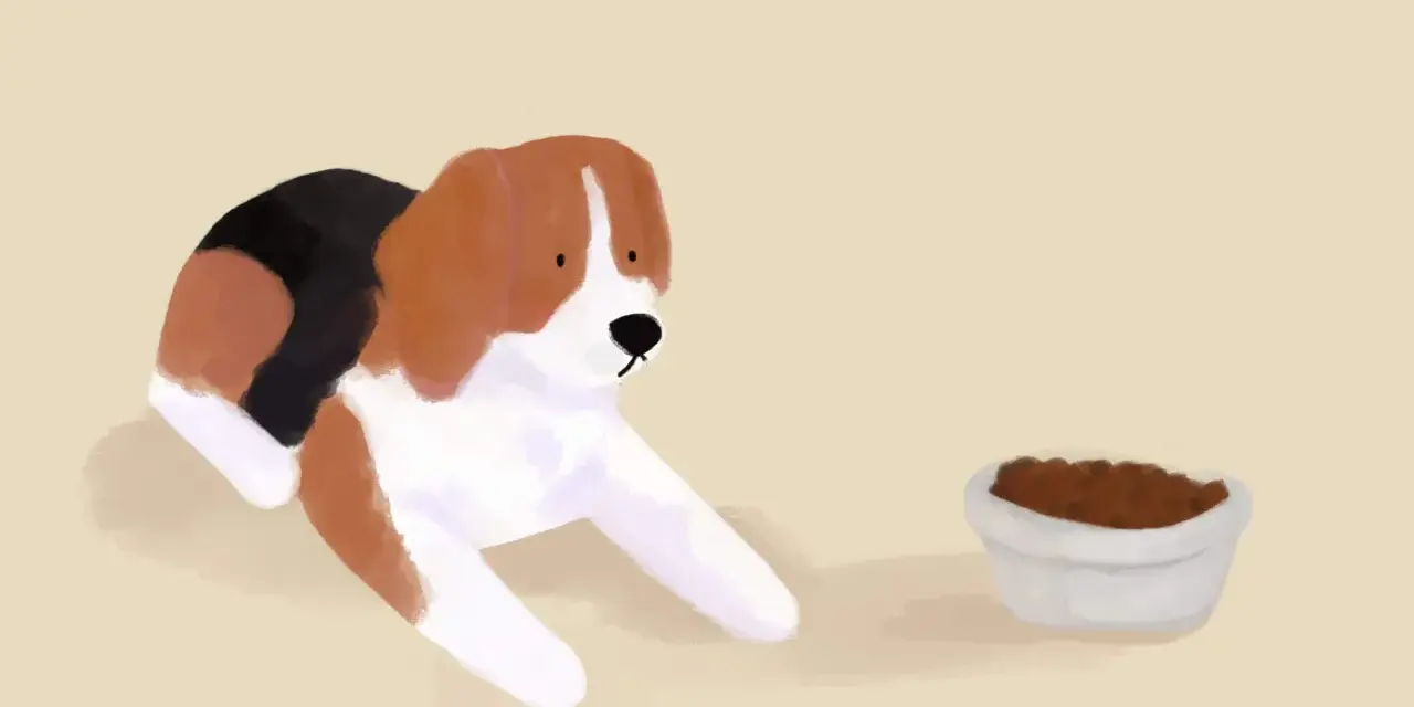 Piesek beagle leży obok miski z karmą, ale wyraźnie widać, że pies nie chce jeść suchej karmy.