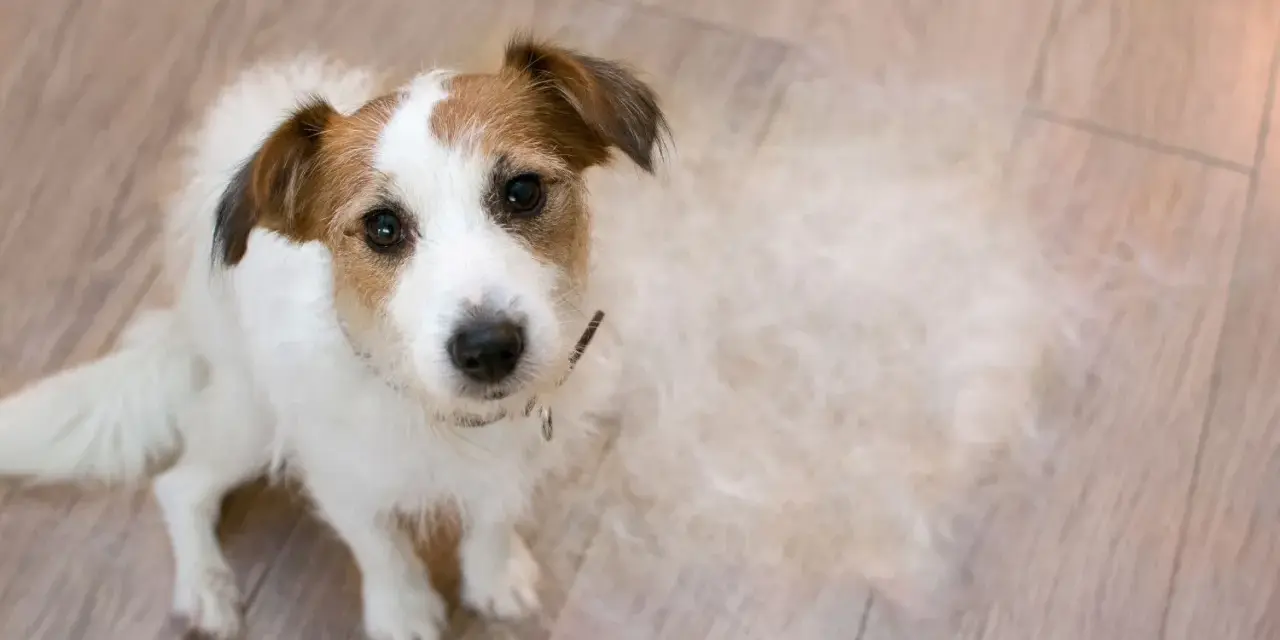 Jack Russell terrier siedzi na drewnianej podłodze, wokół niego widać sporo sierści – to znak, że trwa intensywne linienie psa.