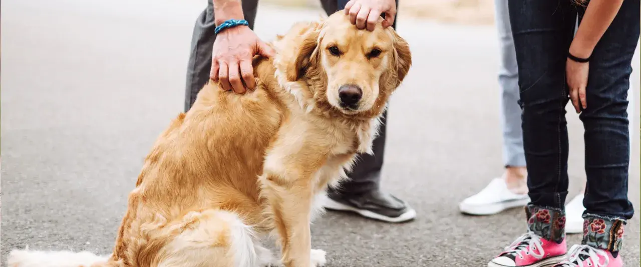 Złoty retriever siedzi na asfalcie, głaskany przez ludzi. Pies nie słucha i ucieka, gdy tylko nadarzy się okazja.