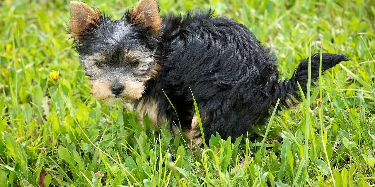Mały, kudłaty piesek Yorkshire Terrier w trawie robi kupę.
