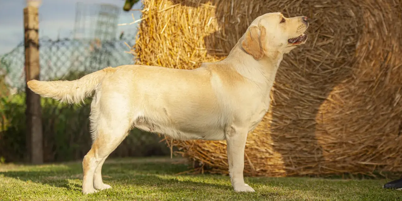 Jasny labrador stoi na trawie obok słomy.