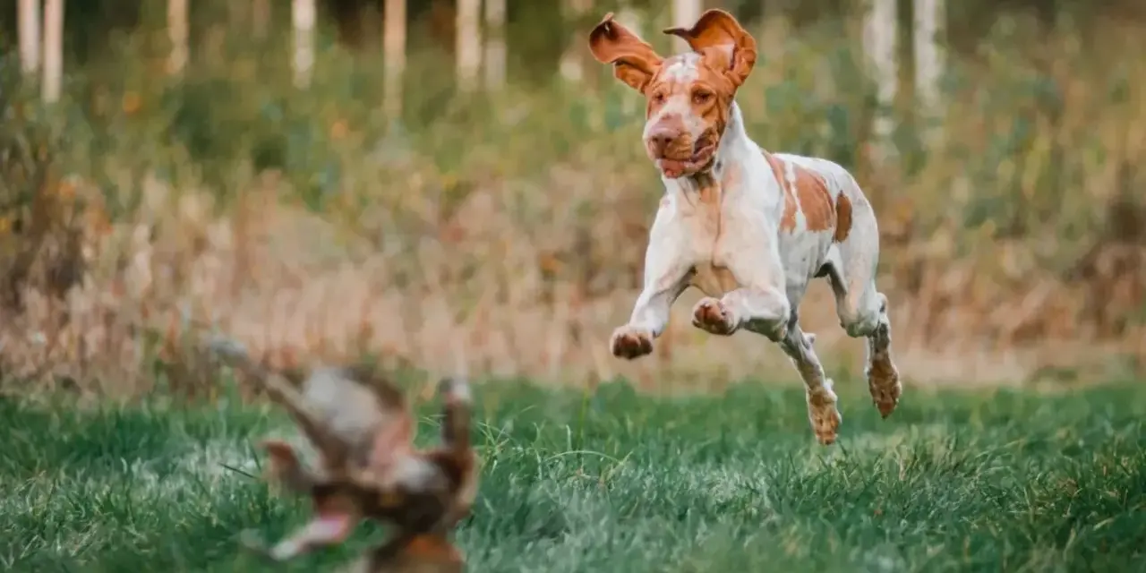 Bracco italiano w skoku, goniąc ptaka na tle leśnej polany.